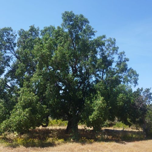 WhatsApp Image 2025-12-02 at 10.55.22-4