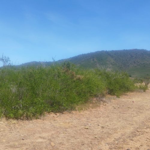 WhatsApp Image 2025-12-02 at 10.55.25-4