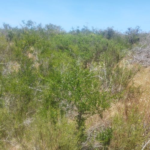 WhatsApp Image 2025-12-02 at 10.55.31-4